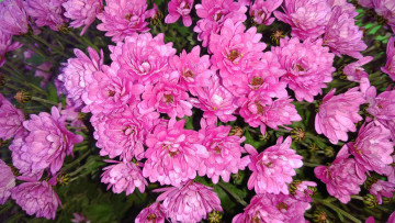 Картинка цветы хризантемы розовые