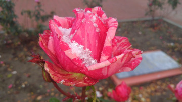 Картинка цветы розы роза первый снег 2017