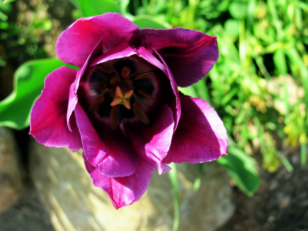 Обои картинки фото цветы, тюльпаны, макро