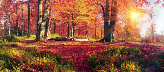 Обои картинки фото природа, лес, листопад, осень