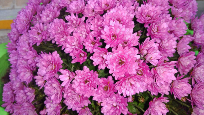 Обои картинки фото цветы, хризантемы, розовые