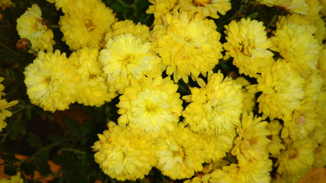 Обои картинки фото цветы, хризантемы, жёлтые