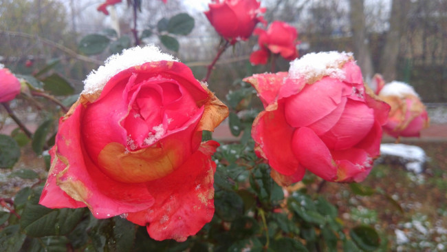 Обои картинки фото цветы, розы, 2017, первый, снег, роза