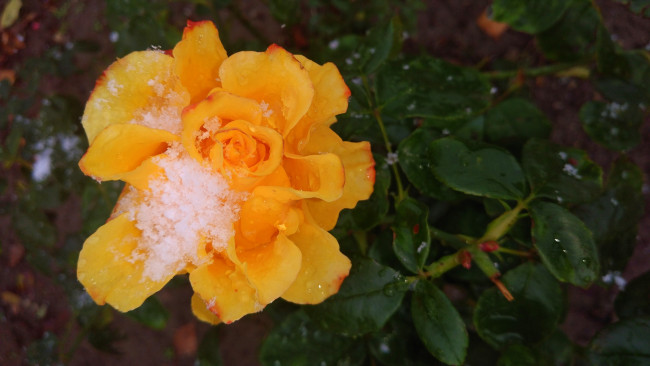 Обои картинки фото цветы, розы, 2017, роза, первый, снег