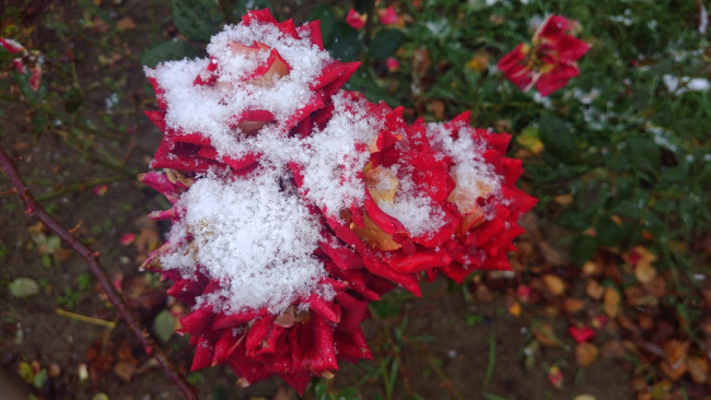 Обои картинки фото цветы, розы, 2017, роза, первый, снег