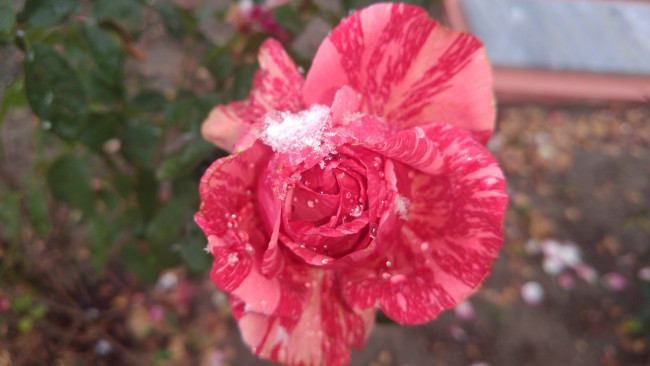 Обои картинки фото цветы, розы, роза, 2017, первый, снег