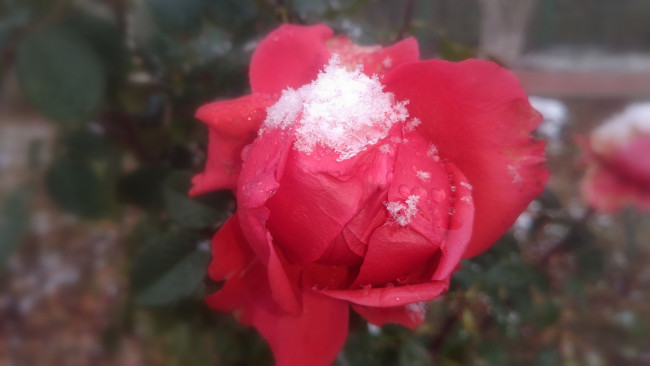 Обои картинки фото цветы, розы, роза, 2017, первый, снег