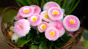 Картинка цветы маргаритки корзинка розовые