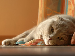 Картинка журенков юрий лентяй животные коты