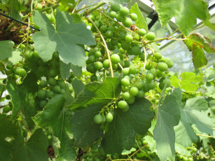 Картинка природа Ягоды виноград ягоды листья