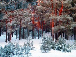 Картинка winter природа зима снег лес сосны