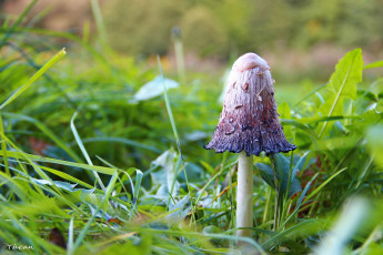 Картинка природа грибы листья трава гриб