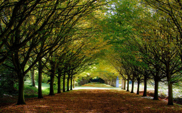 Картинка англия парк природа аллея дорога деревья