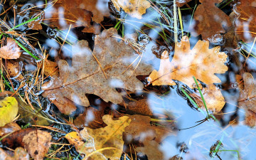 Картинка природа листья блики лужа трава
