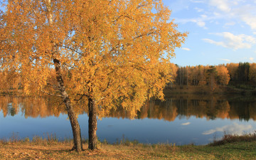 Картинка природа реки озера гладь лес желтые листья вода осень дерево озеро