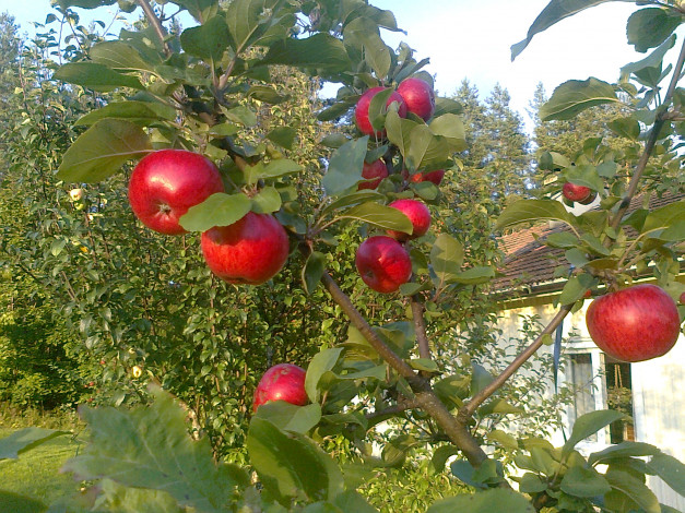 Обои картинки фото природа, плоды, яблока, ветка