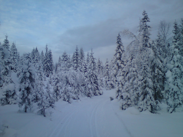 Обои картинки фото природа, зима, снег, деревья, дорога