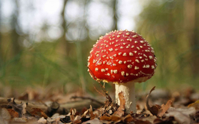 Обои картинки фото природа, грибы, мухомор, листья, гриб
