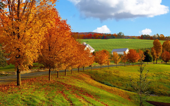 Обои картинки фото природа, поля, листья, дома, деревня, деревья, осень