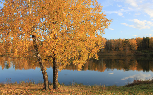 Обои картинки фото природа, реки, озера, гладь, лес, желтые, листья, вода, осень, дерево, озеро