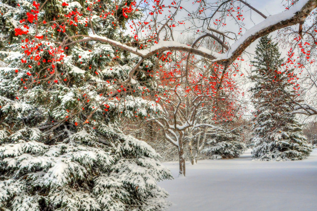 Обои картинки фото природа, зима, елки, снег, ягоды