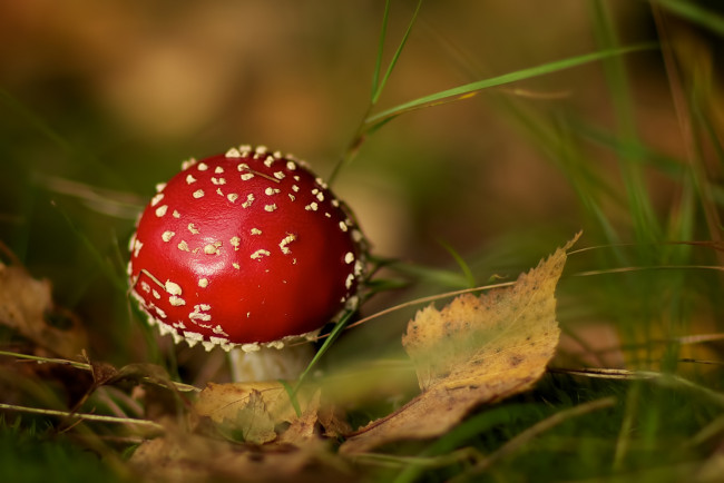 Обои картинки фото природа, грибы, мухомор, гриб, листья, трава
