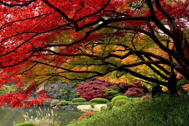 Обои картинки фото природа, парк, осень, клен, деревья