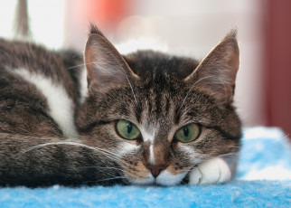 Картинка животные коты кот кошка взгляд ушки