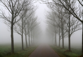 Картинка природа дороги туман осень деревья ряд
