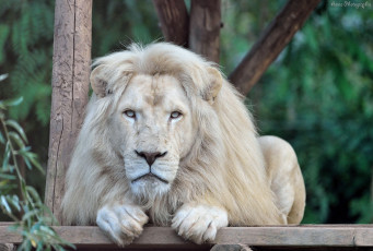 Картинка животные львы лапы грива морда белый хищник зоопарк отдых лежит