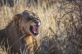 Картинка животные львы молодой морда оскал пасть клыки угроза ярость злость рык грива кустарник африка