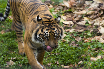 Картинка животные тигры хищник морда язык прогулка осень