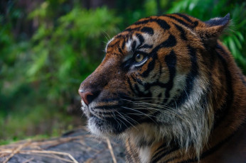 Картинка животные тигры морда профиль кошка
