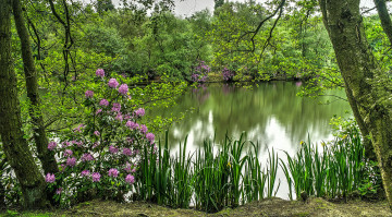 Картинка природа реки озера лес цветы трава река