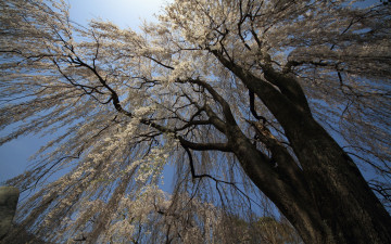 Картинка природа деревья небо цветет ветки дерево
