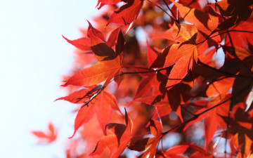 Картинка природа листья веточки красные