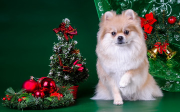 Картинка животные собаки шпиц елка новый год