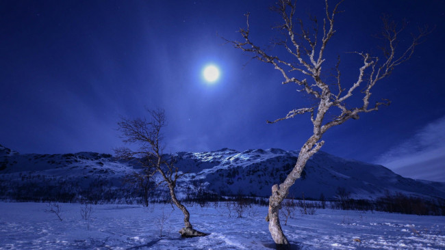Обои картинки фото природа, зима, горы, ночь, снег, деревья, луна