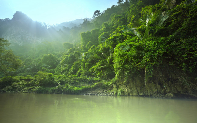 Обои картинки фото природа, реки, озера, деревья, зеленые, вода, листья, джунгли, небо