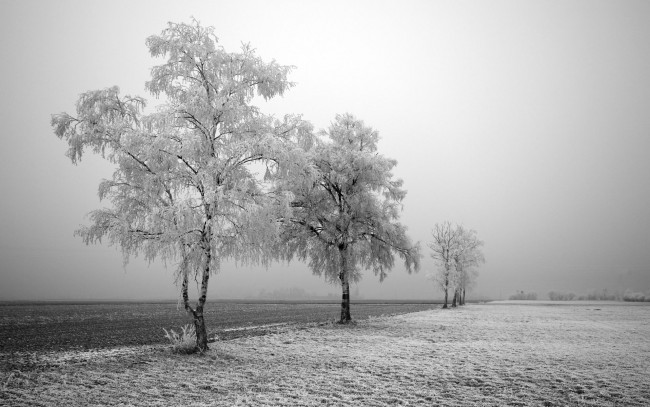 Обои картинки фото природа, зима, поле, деревья, снег