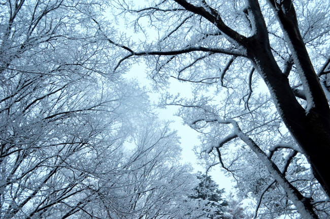 Обои картинки фото природа, зима, снег, небо, деревья, ветки