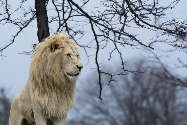 Обои картинки фото животные, львы, белый, грива, профиль, поза, ветки, дерево, небо