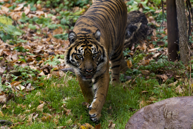 Обои картинки фото животные, тигры, хищник, морда, прогулка, осень, зоопарк