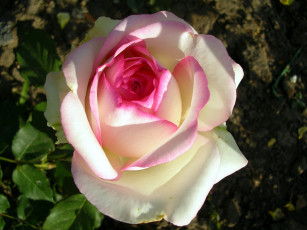 Картинка цветы розы бело-розовый бутон