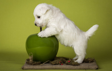 Картинка животные собаки щенок яблоко собака