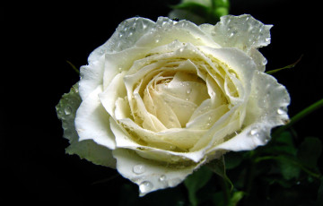 Картинка цветы розы капли белый