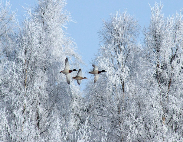 Обои картинки фото животные, утки, деревья, снег