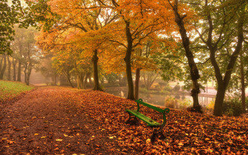 Картинка природа парк лес дорога осень