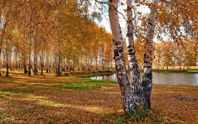 Обои картинки фото природа, пейзажи, деревья, осень