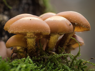 Картинка природа грибы осень